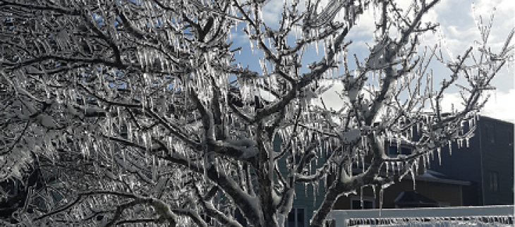 Glace sur Arbre devant l'Hotel du Territoire