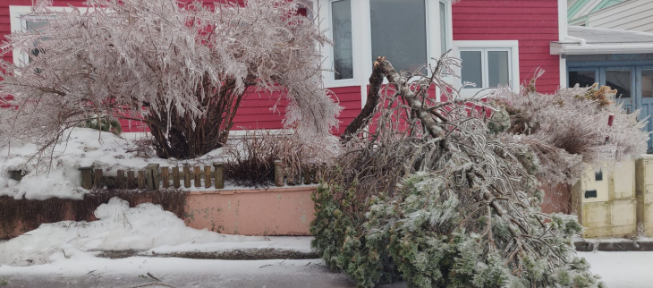 Arbre Brisé et couché sur la route