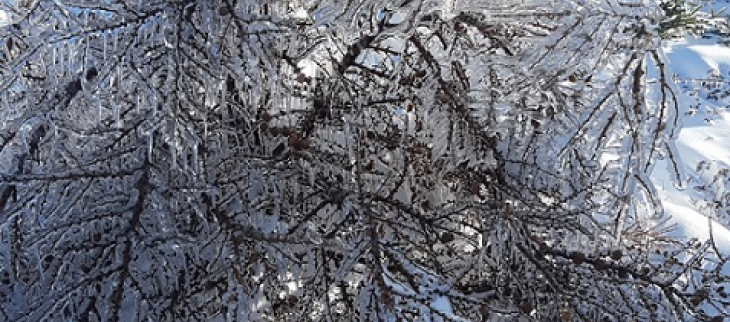 Arbre penché par la glace